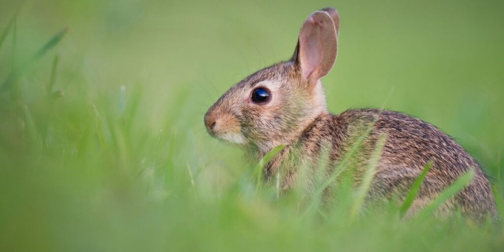 Micellar skincare - rabbit in green grass